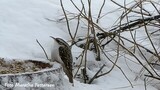 Trekryper (Certhia familiaris)