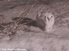 Mountain hare (Lepus timidus)