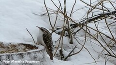 Eurasian Treecreeper (Certhia familiaris)