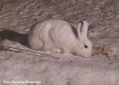 Mountain hare (Lepus timidus)