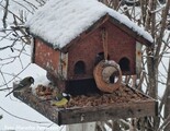 Kjøttmeis (Parus major)