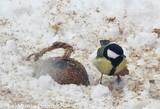 Kjøttmeis (Parus major)