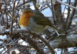 Rødstrupe (Erithacus rubecula)