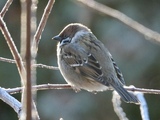 Pilfink (Passer montanus)