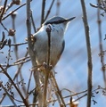 Spettmeis (Sitta europaea)