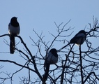 Kråke (Corvus cornix)