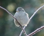 Gråspurv (Passer domesticus)