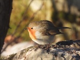 Rødstrupe (Erithacus rubecula)