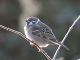 Pilfink (Passer montanus)