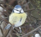 Blåmeis (Cyanistes caeruleus)