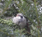 Gråspurv (Passer domesticus)