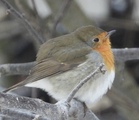 Rødstrupe (Erithacus rubecula)