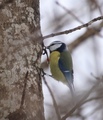 Blåmeis (Cyanistes caeruleus)