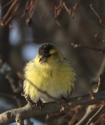 Eurasian Siskin (Spinus spinus)