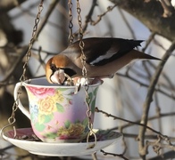 Hawfinch (Coccothraustes coccothraustes)