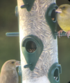 Grønnfink (Carduelis chloris)