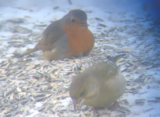 Rødstrupe (Erithacus rubecula)