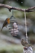 Rødstrupe (Erithacus rubecula)