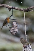 Rødstrupe (Erithacus rubecula)