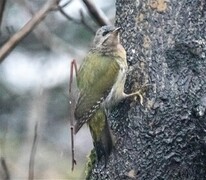 Gråspett (Picus canus)