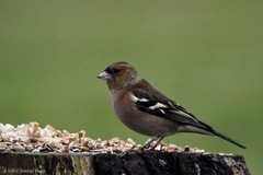 Bokfink (Fringilla coelebs)