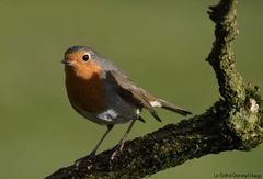 Rødstrupe (Erithacus rubecula)