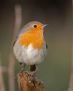 Rødstrupe (Erithacus rubecula)