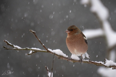 Chaffinch (Fringilla coelebs)