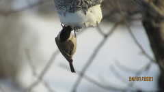 Marsh Tit (Poecile palustris)