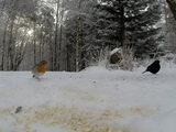 Rødstrupe (Erithacus rubecula)