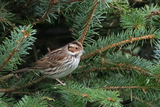 Dvergspurv (Emberiza pusilla)