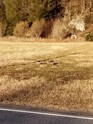 Greylag Goose (Anser anser)