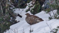 Orrfugl (Tetrao tetrix)