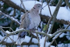 Tyrkerdue (Streptopelia decaocto)