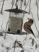 Hawfinch (Coccothraustes coccothraustes)
