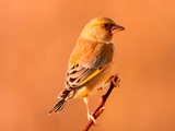 Grønnfink (Carduelis chloris)