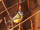 Blåmeis (Cyanistes caeruleus)