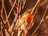 Rødstrupe (Erithacus rubecula)