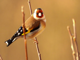 Stillits (Carduelis carduelis)