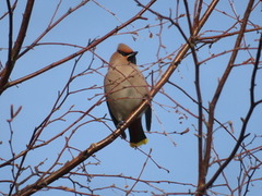 Bohemian Waxwing (Bombycilla garrulus)
