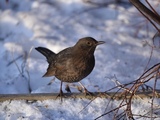 Svarttrost (Turdus merula)