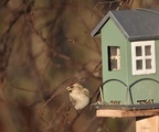 Gråsisik (Carduelis flammea)