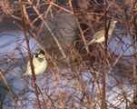 Gråspurv (Passer domesticus)