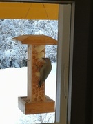 Grey-headed Woodpecker (Picus canus)