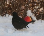 Svarttrost (Turdus merula)