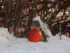 Bank vole (Myodes glareolus)