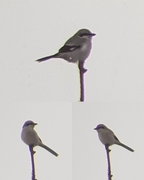 Great Grey Shrike (Lanius excubitor)