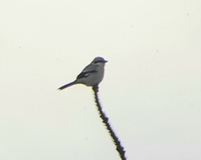 Great Grey Shrike (Lanius excubitor)