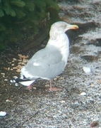 Herring Gull (Larus argentatus)