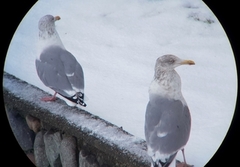 Herring Gull (Larus argentatus)